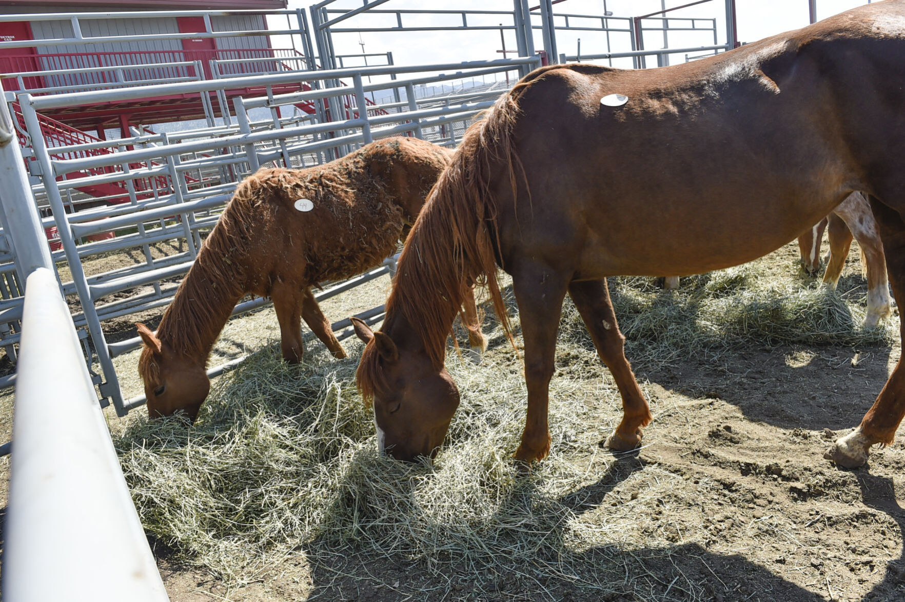 Seized Horses in Helena
